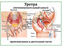 Мочеиспускательный канал, плакат ламинированный А1/А2 (ламинированный	A2)