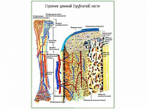 Строение трубчатой кости, плакат глянцевый А1/А2 (глянцевый A1)