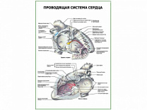 Проводящая система сердца плакат глянцевый А1/А2 (глянцевый A1)