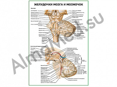 Желудочки мозга и мозжечок плакат глянцевый/ламинированный А1/А2 (глянцевый	A2)