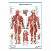 Мышечная система человека, плакат глянцевый А1+/А2+ (глянцевый холст от 200 г/кв.м, размер A1+)