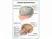 Артерии оболочек мозга плакат глянцевый А1/А2 (глянцевый A2)