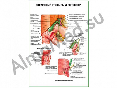 Желчный пузырь и протоки плакат глянцевый/ламинированный А1/А2 (глянцевый	A2)