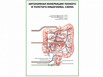 Автономная иннервация тонкого и толстого кишечника. Схема, плакат глянцевый А1/А2 (глянцевый A1)