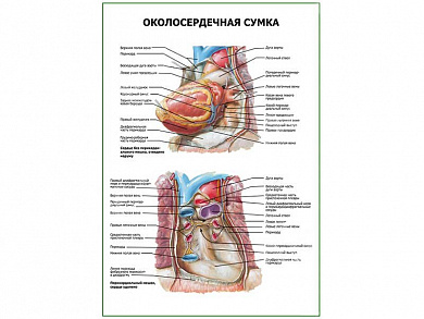 Околосердечная сумка плакат глянцевый А1/А2 (глянцевый A2)