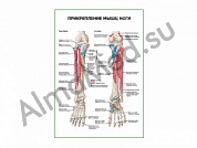 Прикрепление мышц ноги плакат глянцевый/ламинированный А1/А2 (глянцевый	A2)