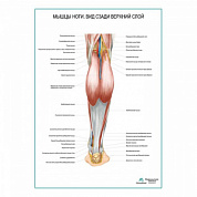 Мышцы ноги. Вид сзади верхний слой плакат глянцевый А1+/А2+ (глянцевый холст от 200 г/кв.м, размер A1+)