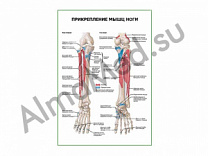 Прикрепление мышц ноги плакат глянцевый/ламинированный А1/А2 (глянцевый	A2)