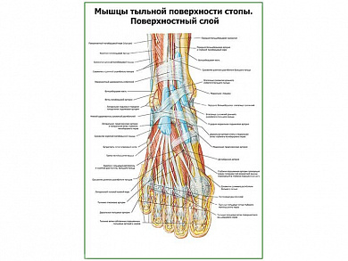 Мышцы тыльной поверхности стопы, поверхностный слой плакат глянцевый А1/А2 (глянцевый A1)