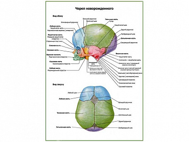 Череп новорожденного, плакат глянцевый А1/А2 (глянцевый A2)