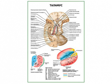 Таламус плакат глянцевый А1/А2 (глянцевый A2)