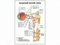 Ресничный ганглий. Схема плакат глянцевый А1/А2 (глянцевый A1)