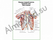 Мышцы грудной клетки. Средний слой. Вид спереди плакат ламинированный А1/А2 (ламинированный	A2)