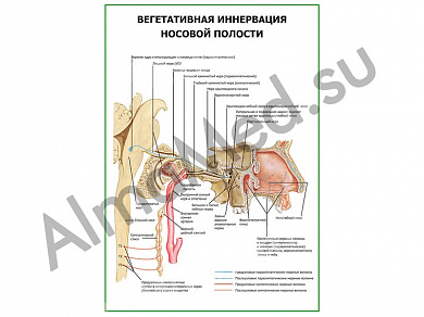 Вегетативная иннервация носовой полости плакат ламинированный А1/А2 (ламинированный	A2)