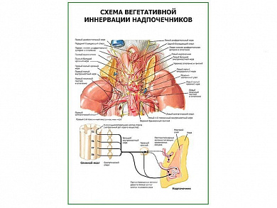 Схема вегетативной иннервации надпочечников плакат глянцевый А1/А2 (глянцевый A1)