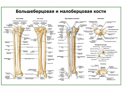 Кости голени, плакат глянцевый/ламинированный А1/А2 (глянцевый	A2)