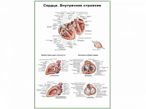 Сердце, внутреннее строение, плакат глянцевый А1/А2 (глянцевый A2)