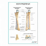 Кости предплечья плакат глянцевый А1+/А2+ (глянцевый холст от 200 г/кв.м, размер A1+)