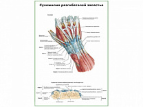 Сухожилия разгибателей запястья плакат глянцевый А1/А2 (глянцевый A1)