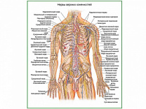 Нервы верхних конечностей, плакат глянцевый А1/А2 (глянцевый A1)