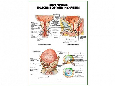 Внутренние половые органы мужчины плакат глянцевый А1/А2 (глянцевый A1)