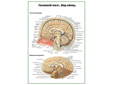 Головной мозг, вид сбоку, плакат глянцевый А1/А2 (глянцевый A2)