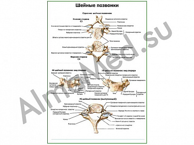 Строение шейных позвонков плакат ламинированный А1/А2 (ламинированный	A2)