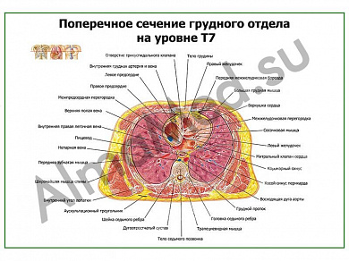 Поперечное сечение грудного отдела на уровне Т7 плакат глянцевый/ламинированный А1/А2 (глянцевый	A2)