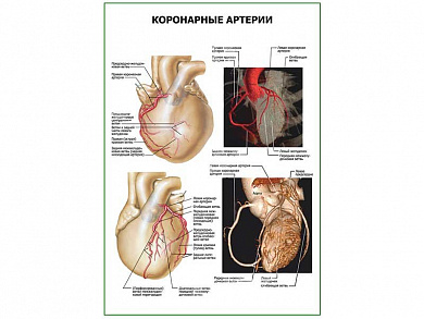 Коронарные артерии плакат глянцевый А1/А2 (глянцевый A1)