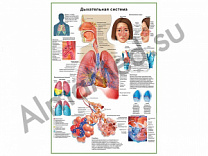 Дыхательная система человека, плакат ламинированный А1/А2 (ламинированный	A2)