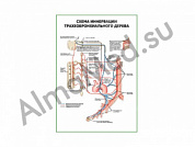Схема иннервации трахеобронхиального дерева плакат глянцевый/ламинированный А1/А2 (глянцевый	A2)