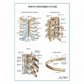 Ребра и связующие суставы плакат глянцевый А1+/А2+ (глянцевая фотобумага от 200 г/кв.м, размер A1+)