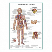 Лимфатическая система, плакат ламинированный/глянцевый А1/А2 (глянцевый	A2)