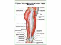 Мышцы тазобедренного сустава вид сбоку плакат глянцевый А1/А2 (глянцевый A2)