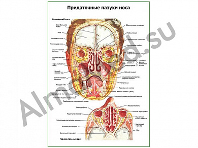 Придаточные пазухи носа плакат ламинированный А1/А2 (ламинированный	A2)