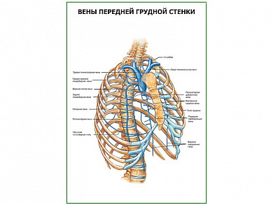 Вены передней грудной стенки плакат глянцевый А1/А2 (глянцевый A2)