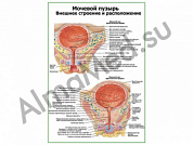 Мочевой пузырь, строение и расположение плакат глянцевый/ламинированный А1/А2 (глянцевый	A2)