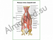 Мышцы спины, средний слой плакат ламинированный А1/А2 (ламинированный	A2)