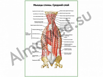 Мышцы спины, средний слой плакат ламинированный А1/А2 (ламинированный	A2)