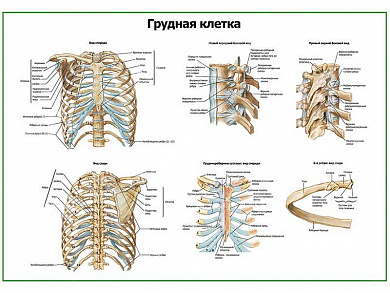 Скелет грудной клетки плакат глянцевый А1/А2 (глянцевый A1)