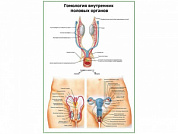 Гомология внутренних половых органов плакат глянцевый А1/А2 (глянцевый A2)