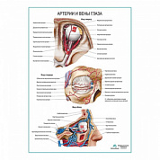 Артерии и вены глаза плакат глянцевый А1+/А2+ (глянцевый холст от 200 г/кв.м, размер A1+)