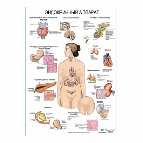 Эндокринный аппарат, плакат глянцевый А1+/А2+ (матовый холст от 200 г/кв.м, размер A1+)