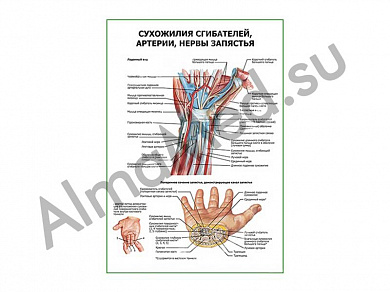 Сухожилия сгибателей, артерии, нервы плакат ламинированный А1/А2 (ламинированный	A2)