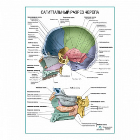 Сагиттальный разрез черепа плакат глянцевый А1+/А2+ (глянцевая фотобумага от 200 г/кв.м, размер A1+)