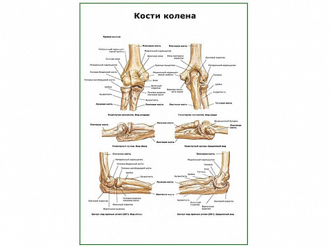 Кости колена плакат глянцевый А1/А2 (глянцевый A2)
