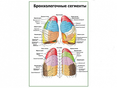 Бронхолегочные сегменты плакат глянцевый А1/А2 (глянцевый A1)