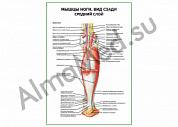 Мышцы ноги. Вид сзади средний слой плакат ламинированный А1/А2 (ламинированный	A2)