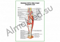 Мышцы ноги. Вид сзади средний слой плакат ламинированный А1/А2 (ламинированный	A2)