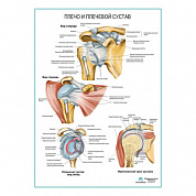 Плечо и плечевой сустав плакат глянцевый А1+/А2+ (глянцевая фотобумага от 200 г/кв.м, размер A2+)